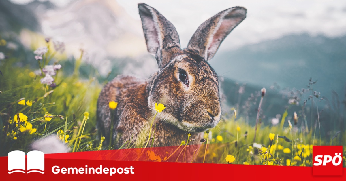 Die neue Gemeindepost der SP&Ouml; Radenthein ist da!